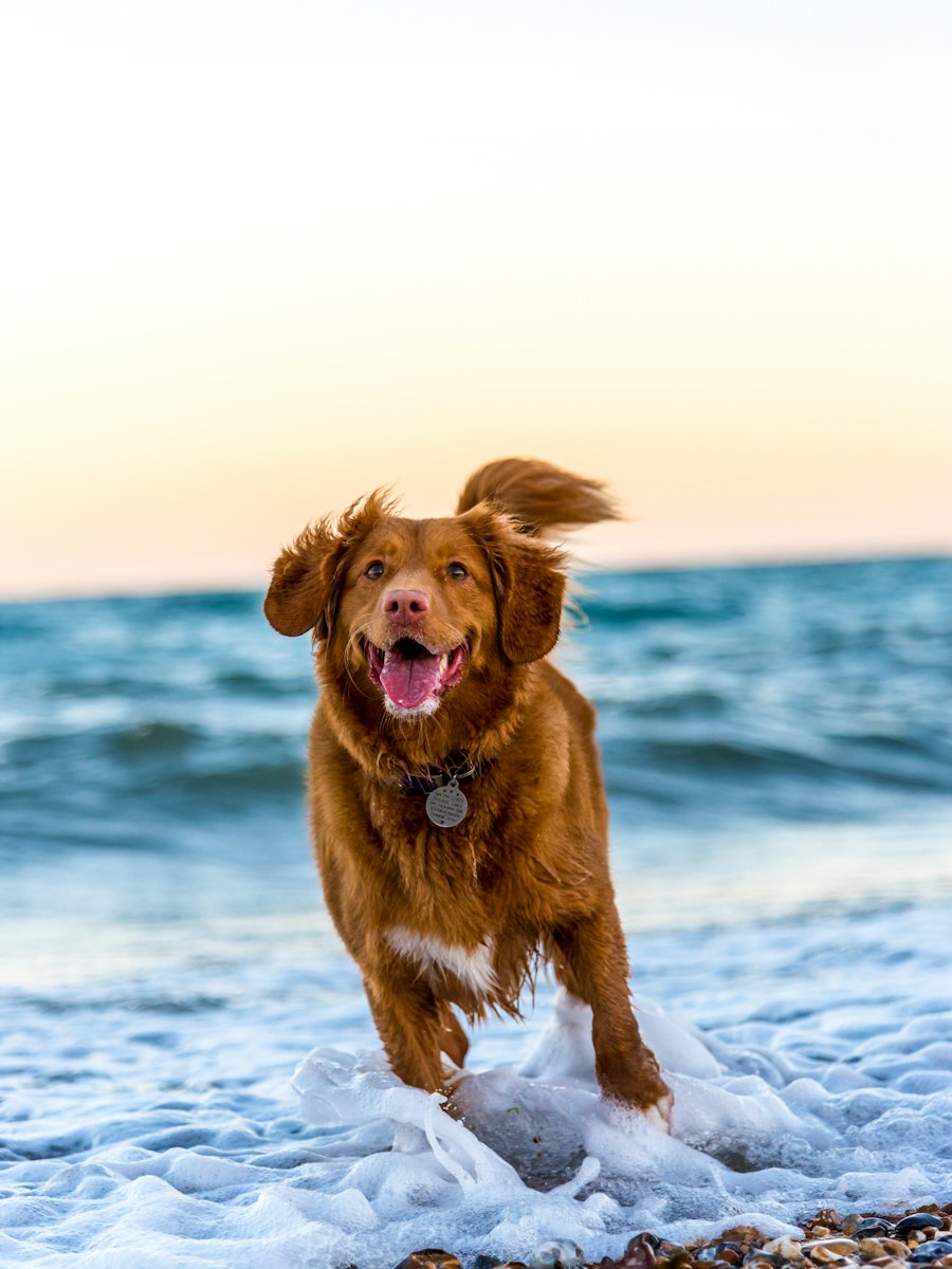 Un chien roux sort de l'eau en courant sur une plage.