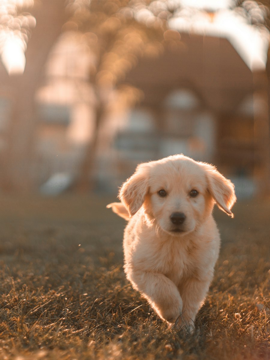 Un chiot golden retriever court dans l'herbe au soleil couchant.