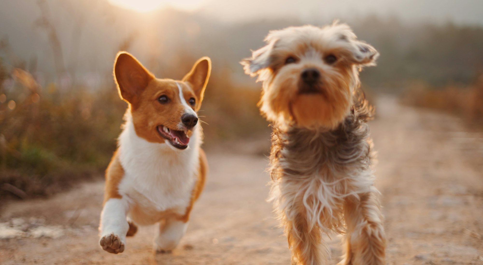 Deux chiens courent sur le chemin du pré, dans la lumière du soir.