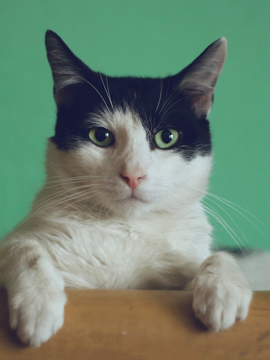 Un chat noir et blanc, pattes posées sur un rebord.